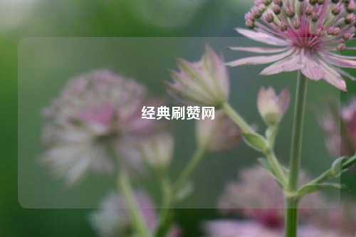 经典刷赞网